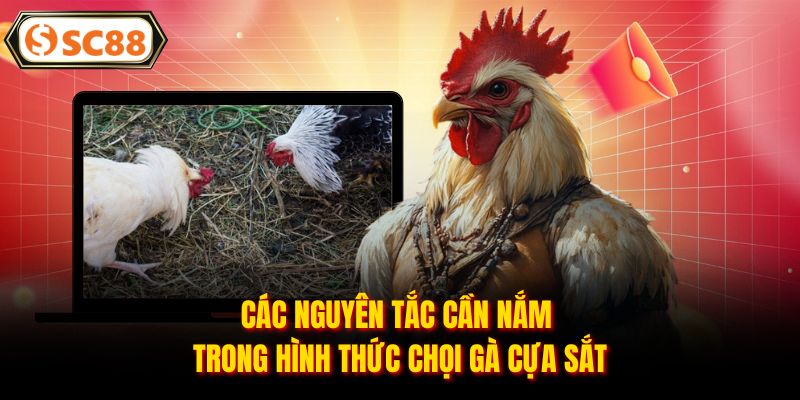 Các nguyên tắc cần nắm trong hình thức chọi gà cựa sắt